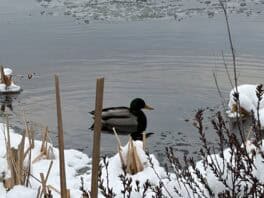 mallard cape neddick maine