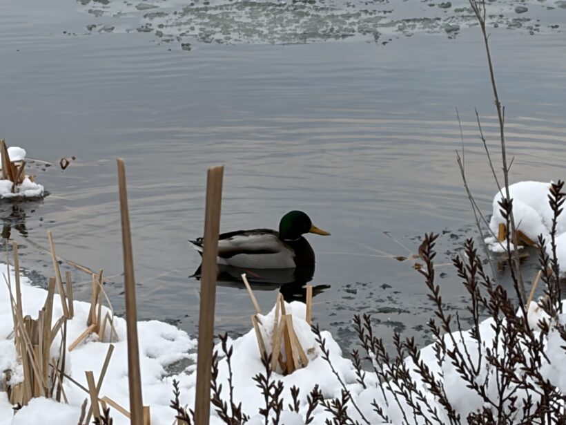 mallard cape neddick maine