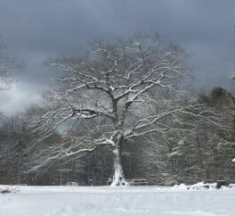 tree hillsborough nh