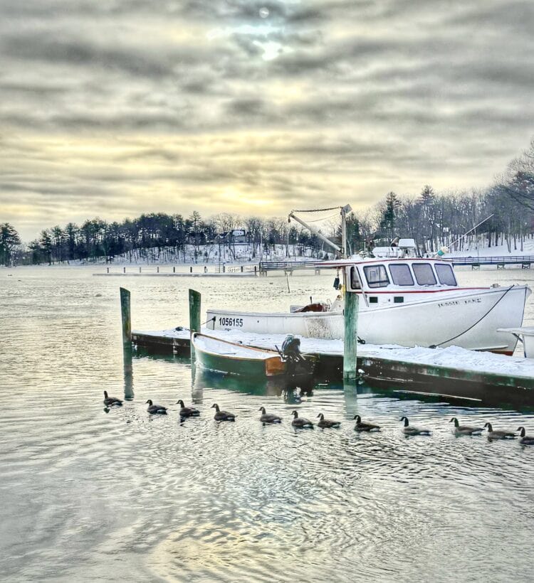 geese york river
