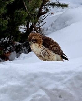 hawk portsmouth high school