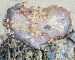 peirce island portsmouth