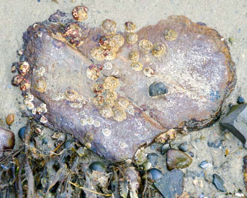 peirce island portsmouth