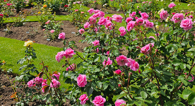 fuller gardens north hampton