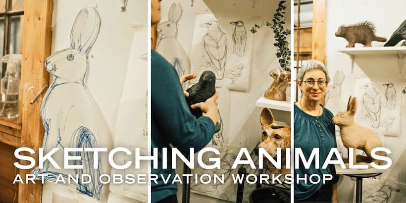 sketching animals 3s artspace