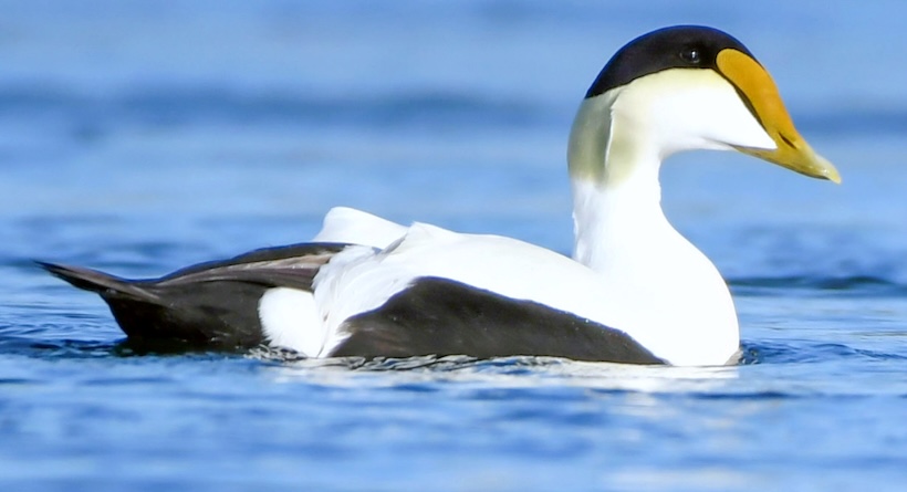 duck four tree island