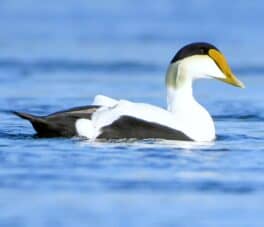 elder duck portsmouth nh