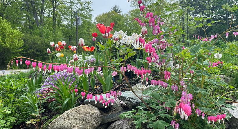 flowers francestown nh