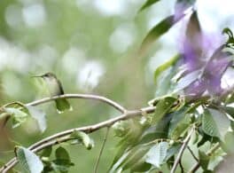 hummingbird