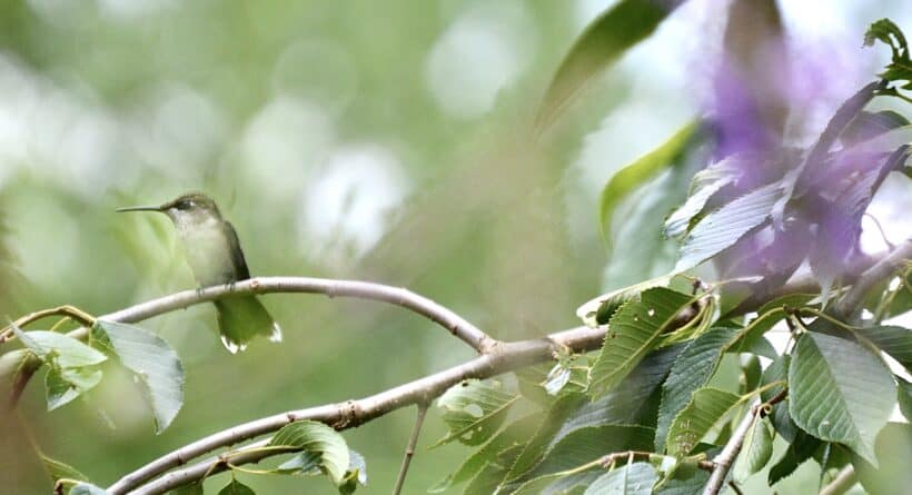 hummingbird