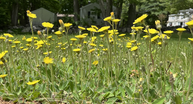 dandelions rye nh