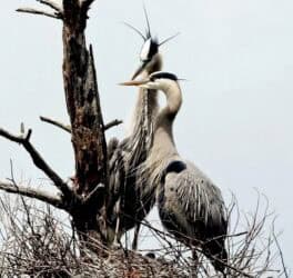 great blue herons exeter