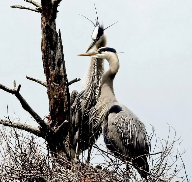 great blue herons exeter