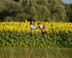 sunflower festival coppal farm