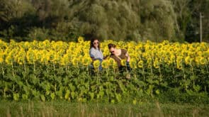 sunflower festival coppal farm