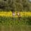 sunflower festival coppal farm