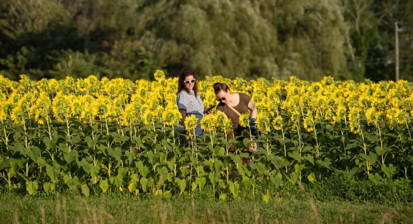 sunflower festival coppal farm