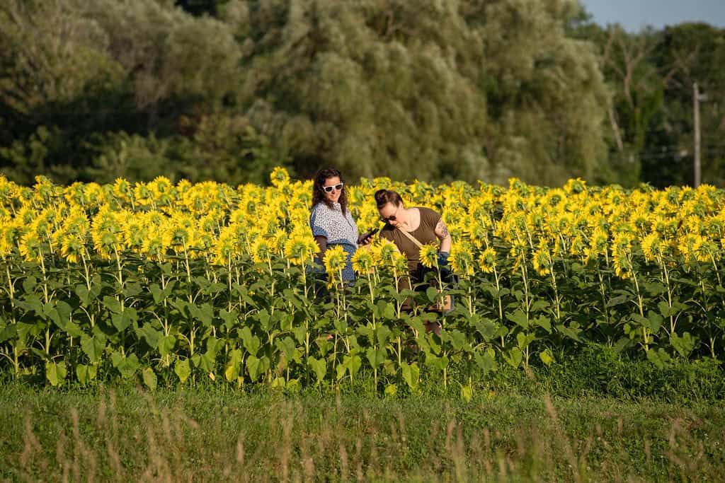 sunflower festival coppal farm