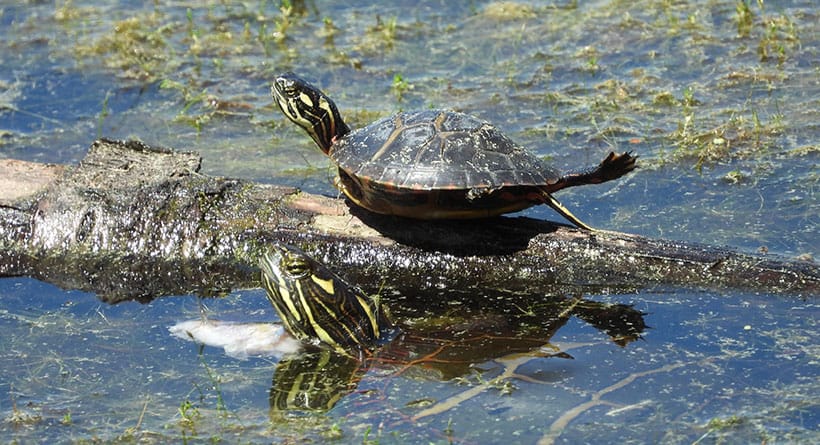 turtles pickering ponds rochester