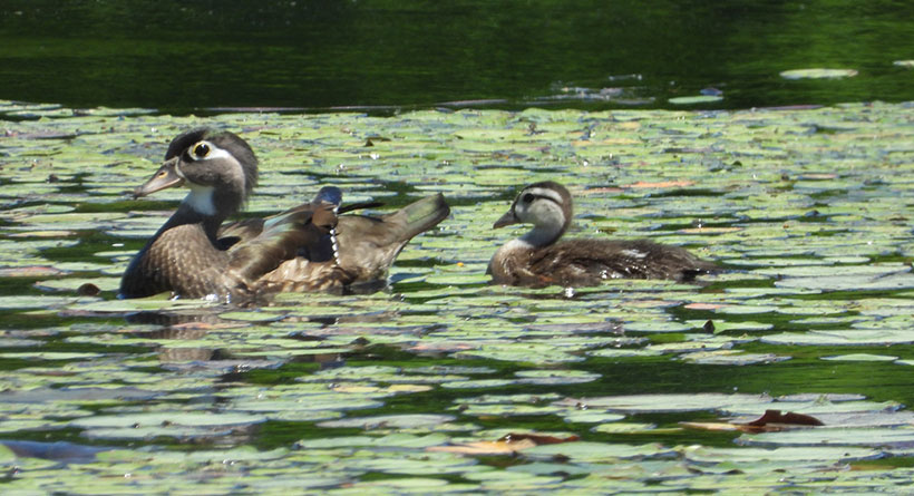 wood ducks pickering ponds