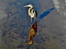 heron exeter nh