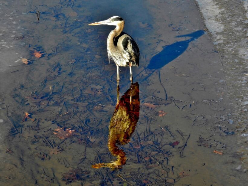 heron exeter nh