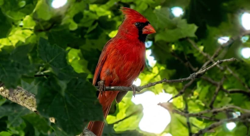 cardinal rochester nh