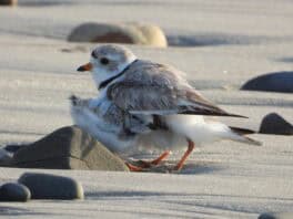 piping plover wells maine