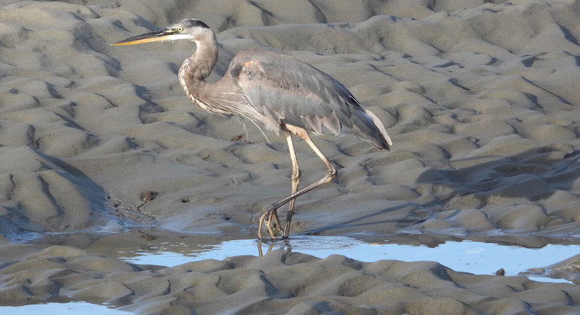 heron wells maine