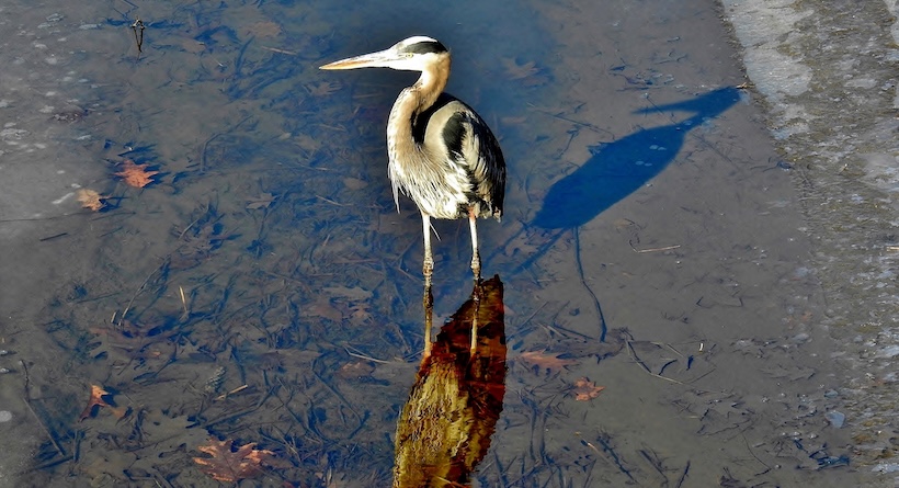 heron exeter nh