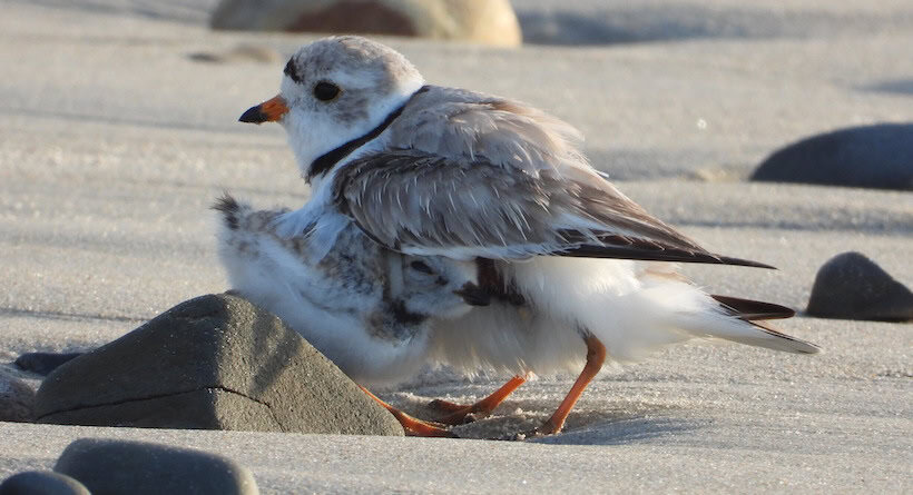piping plovers wells maine