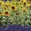sandy hill farm sunflowers