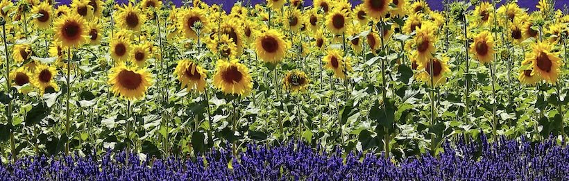 sandy hill farm sunflowers