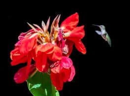 hummingbird canna newfields
