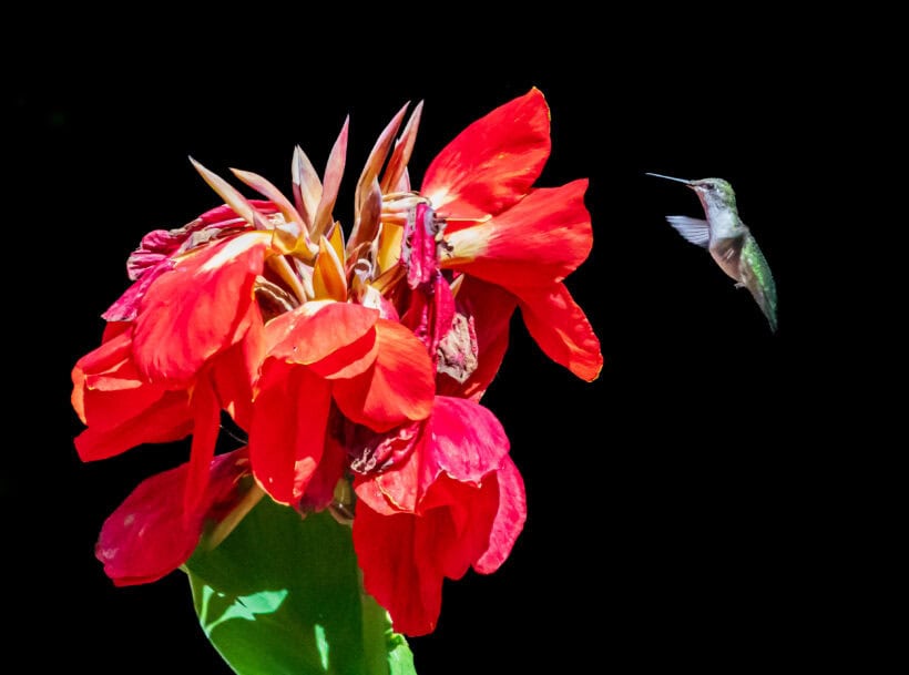 hummingbird canna newfields