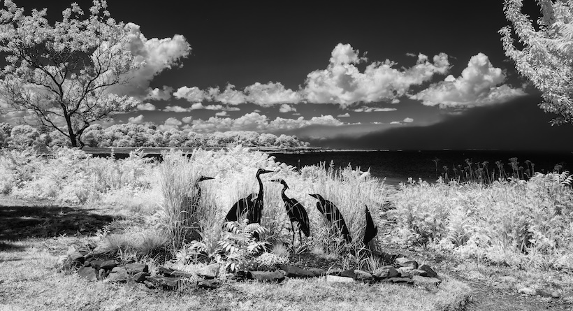 birds odiorne point new hampshire