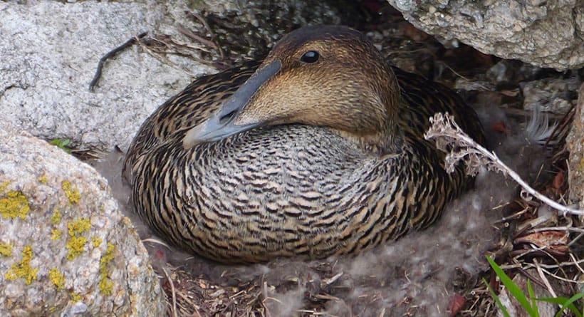 common eider star island