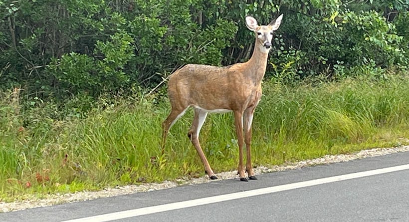 white tail deer rye nh