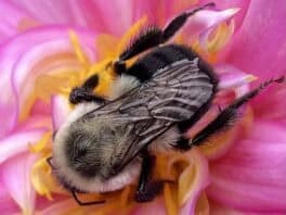 bumblebee durham nh
