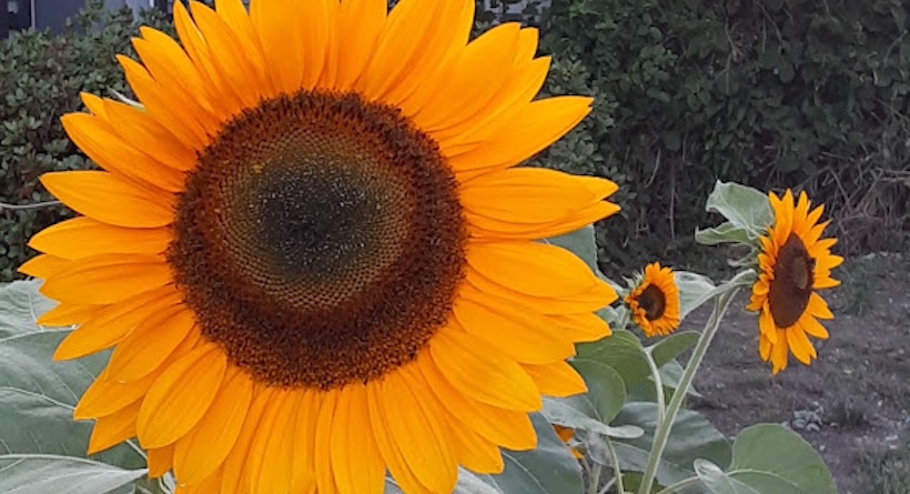 sunflower kittery maine