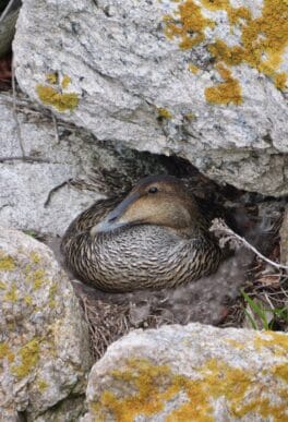 eider eggs star island