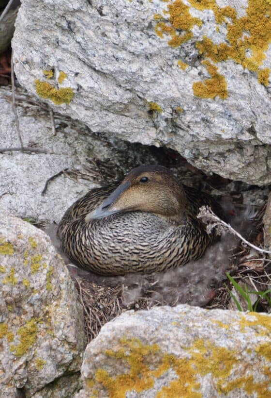 eider eggs star island