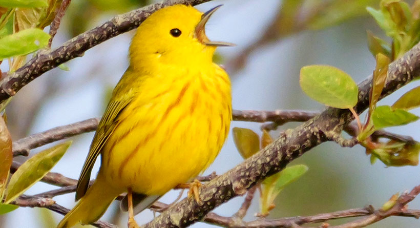 yellow warbler star island