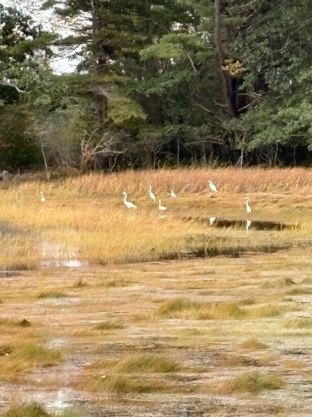 egrets spruce creek nh