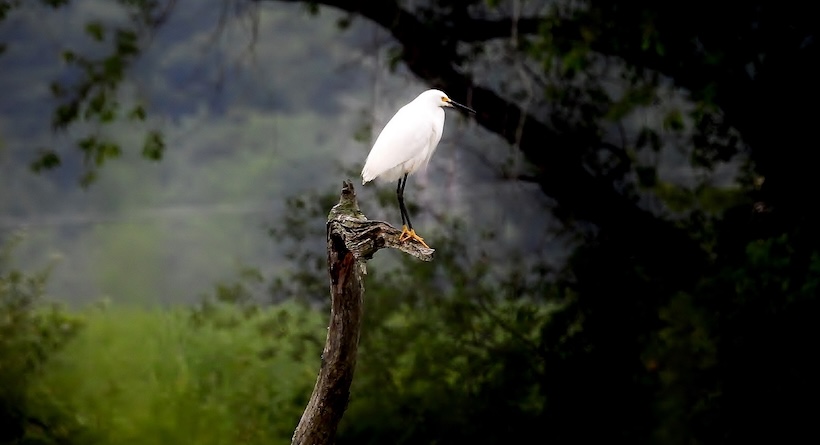 squamscott river egret exeter nh