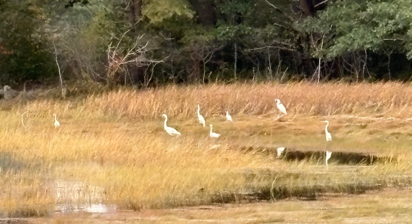 egrets spruce creek nh