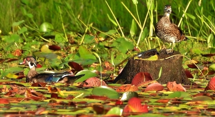 wood ducks bellamy dover nh