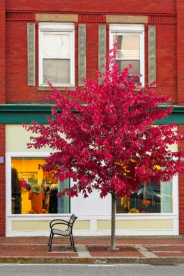fall foliage dover nh