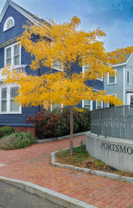 fall foliage portsmouth nh